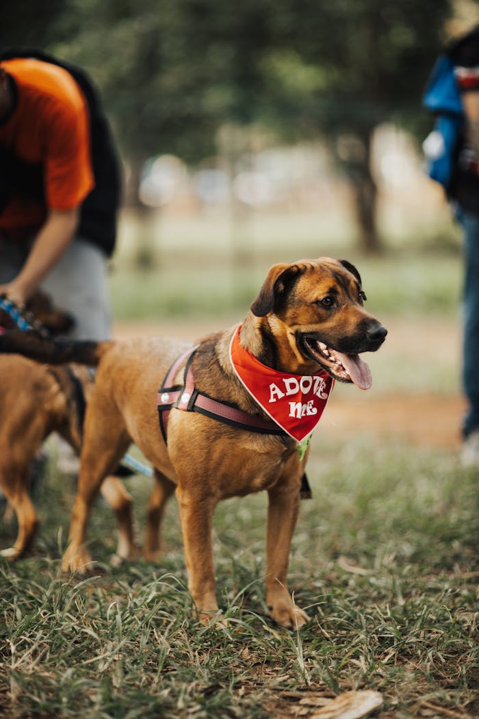 our-story Friendly dog with adoption bandana standing in park, ideal for pet adoption themes.