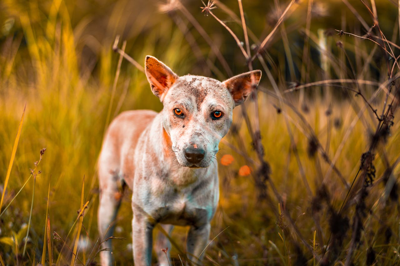 who-we-are Sad stray dog with skin issues standing in a golden meadow during sunset.