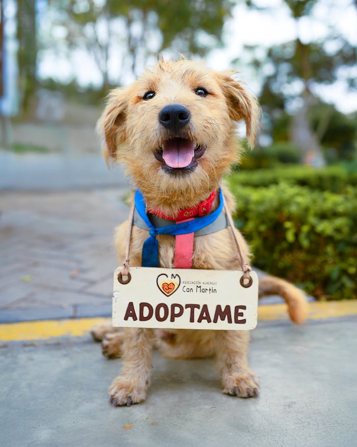 Adorable dog with a sign 'Adopt Me', smiling in a park setting.